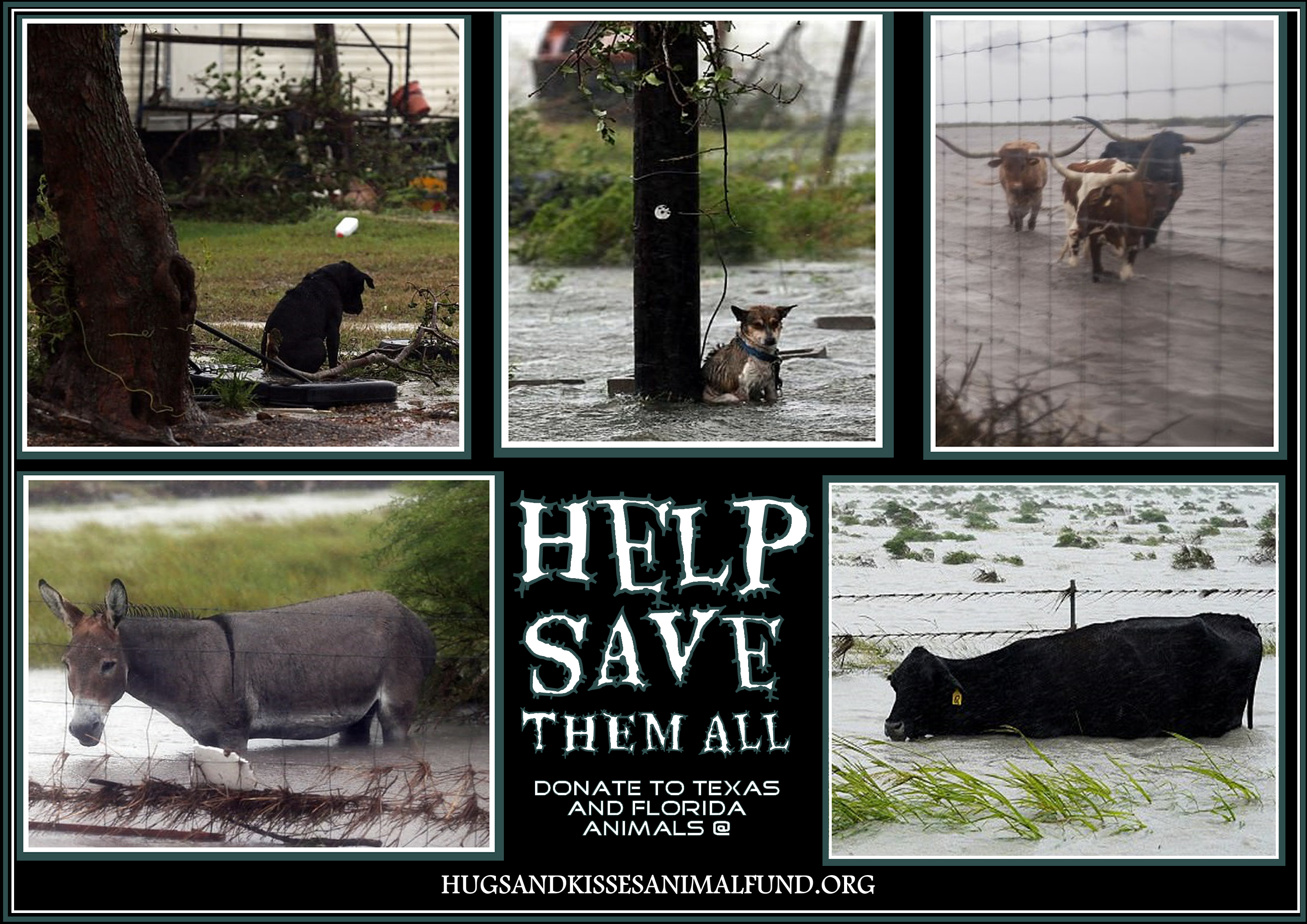 Donate to Harvey's Animals via the Hugs & Kisses Animal Fund