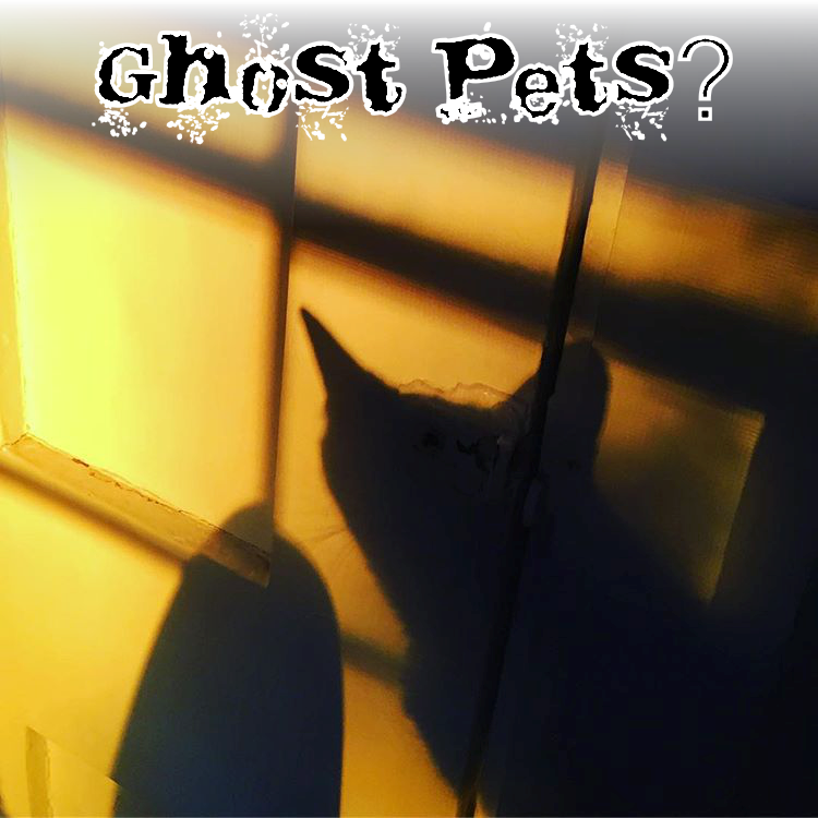 ghost pets