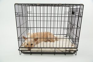 ppor pup in crate