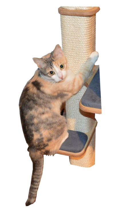 kitty on scratching post