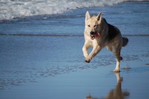 dog-on beach