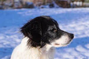 dog plays in snow
