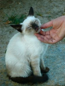 petting kitty