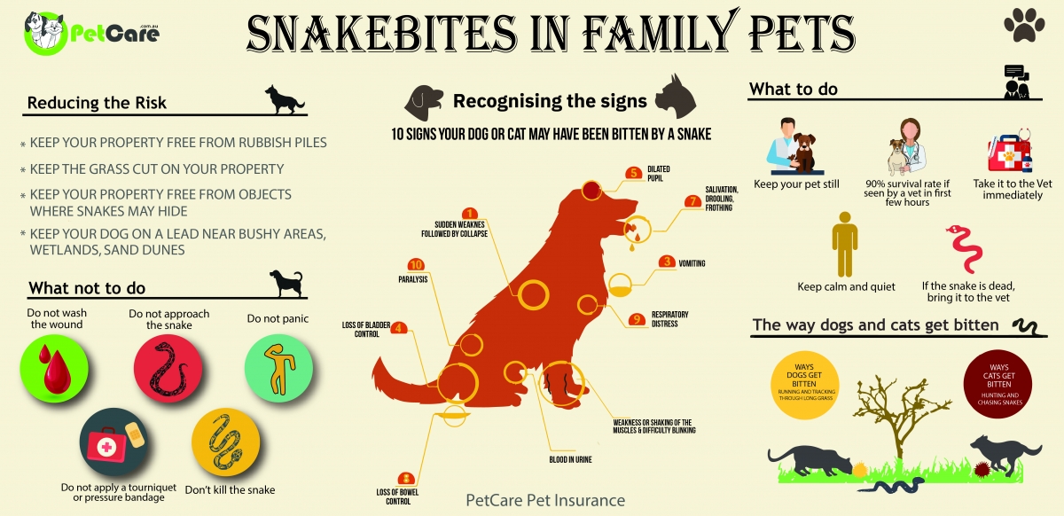 snakebites in pets