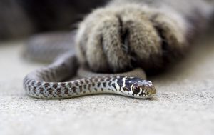 paw and snake