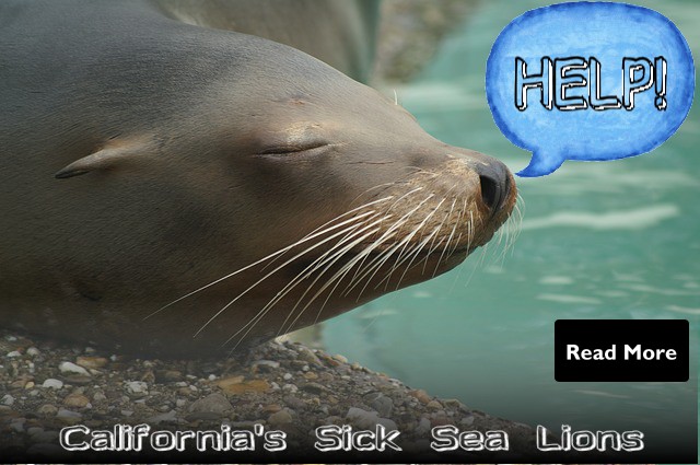 Help save California's Sea Lions