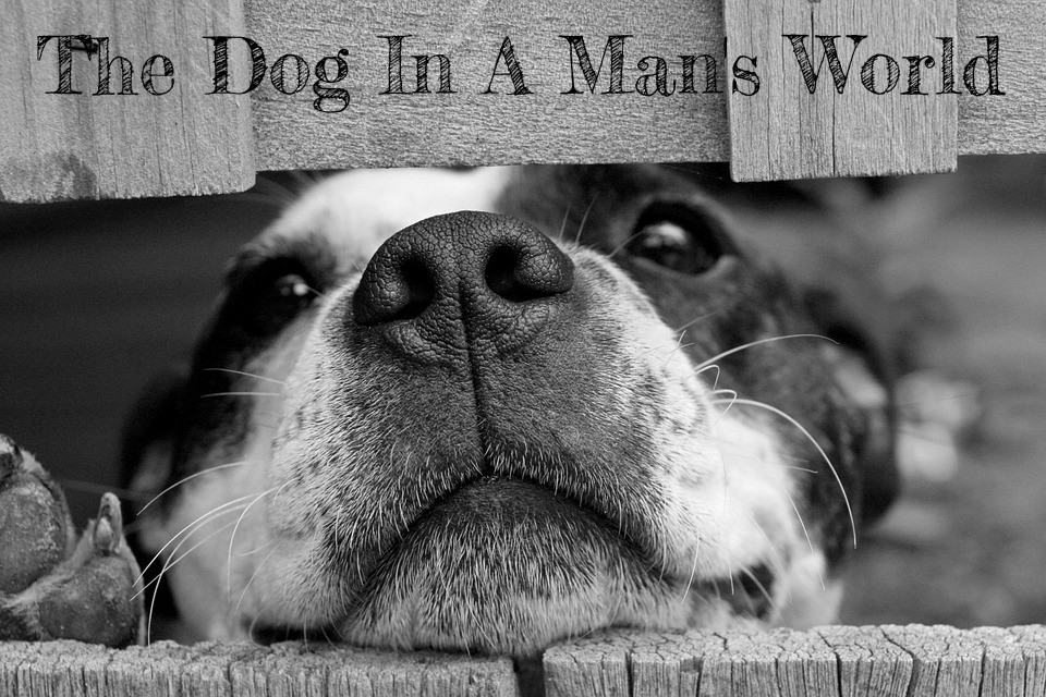 the dog in a man's world