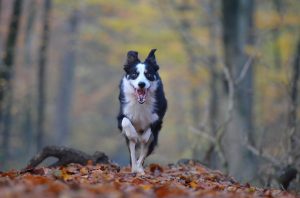 dog running in leaves