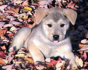 puppy-in-leaves-680x544