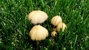 mushroom in lawn
