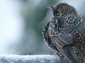 bird in winter