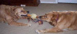 dogs fight over toy