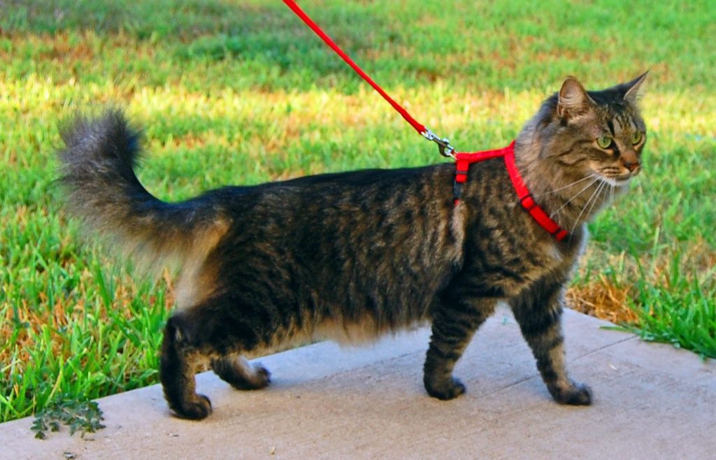 kitty walking on harness