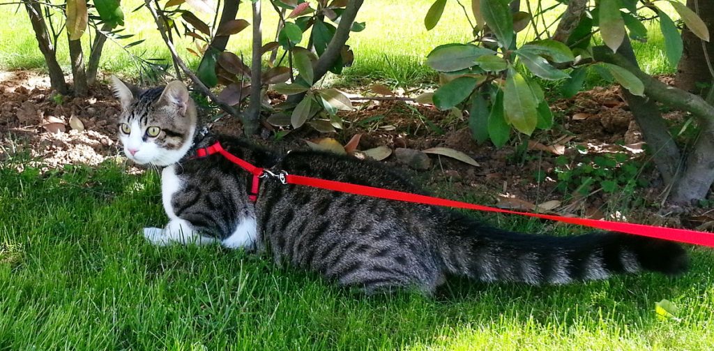 kitty in grass