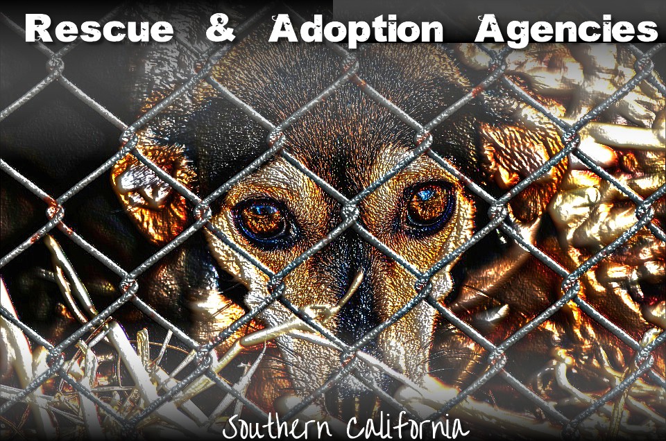 So Cal Rescue & Adoption Agencies