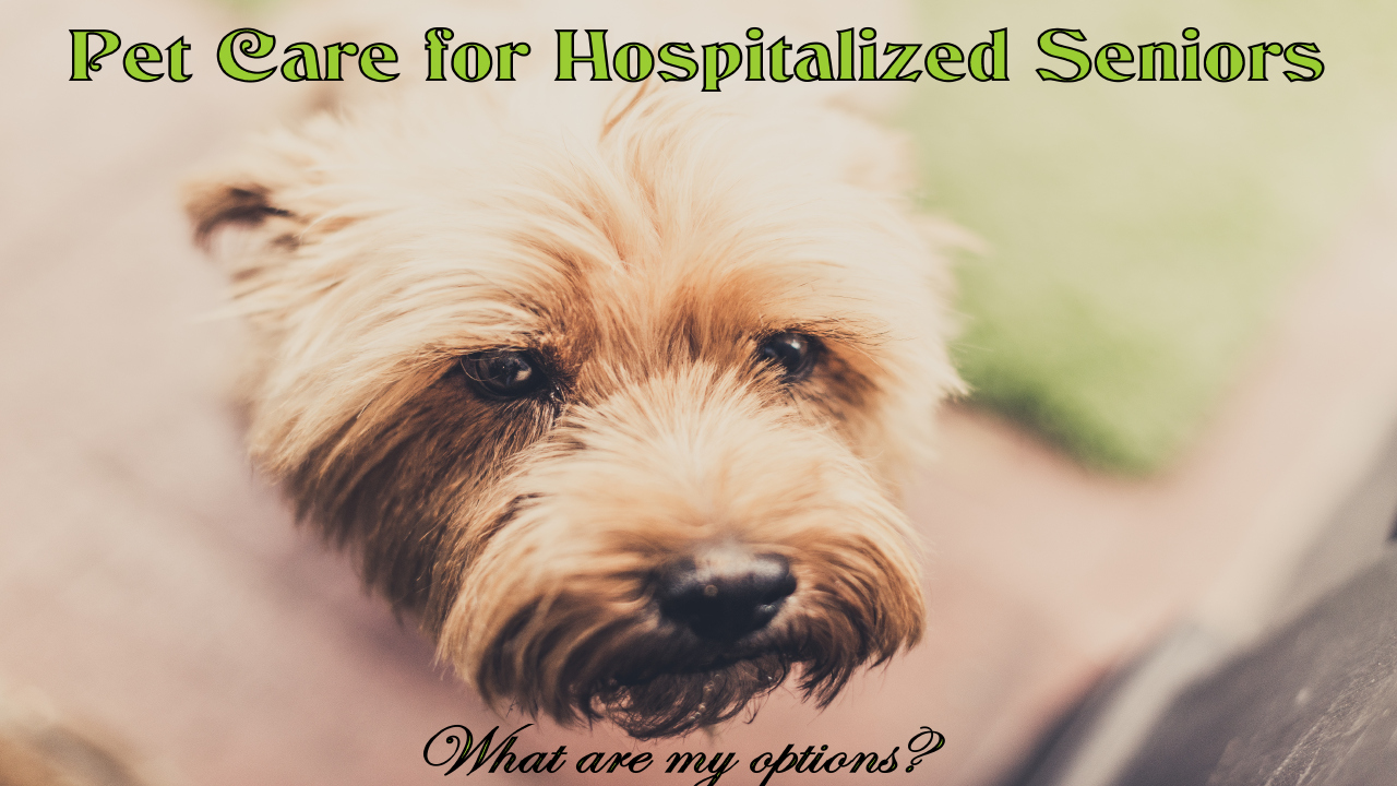 pet care for hospitalized seniors