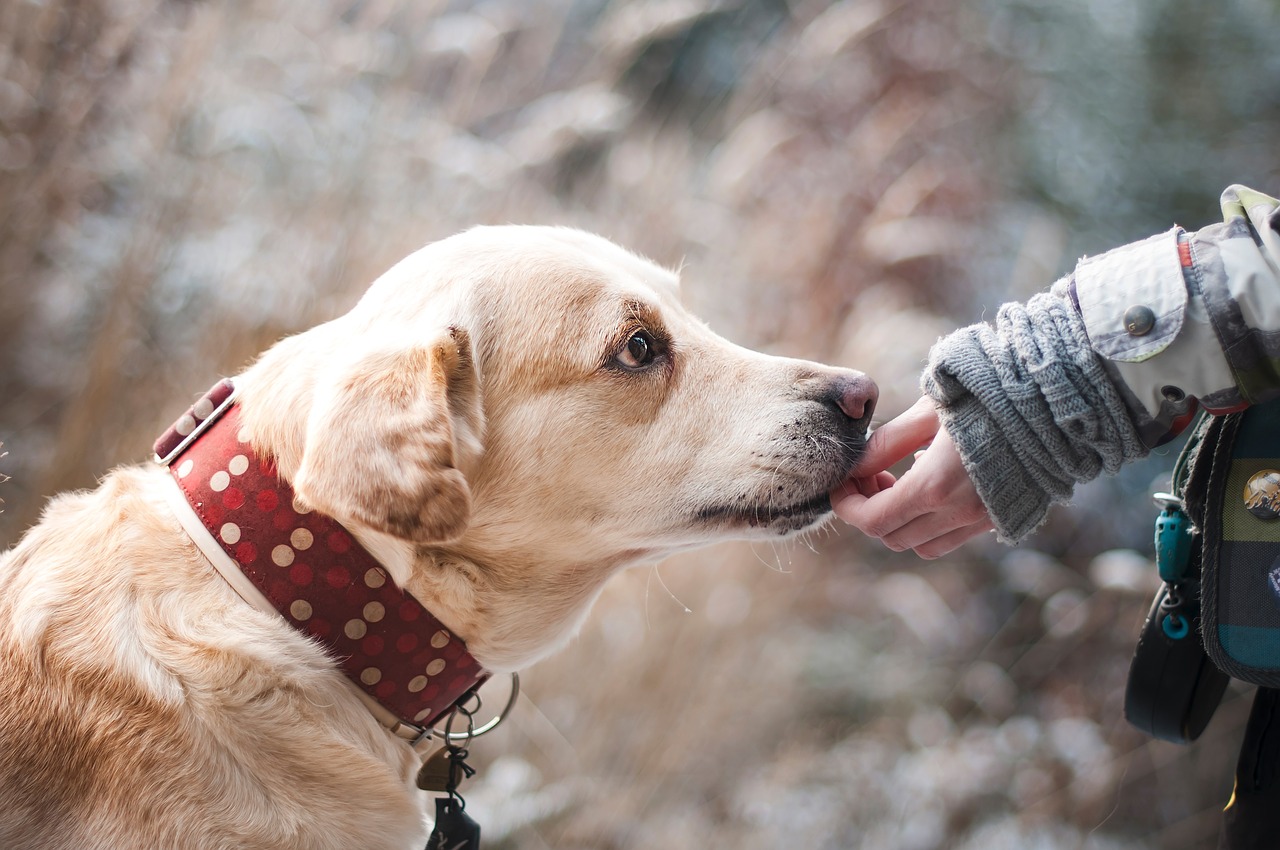 7 Proven Techniques to Calm an Anxious Dog
