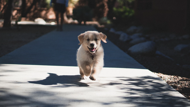 pup running