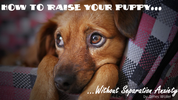 how to raise your puppy without separation anxiety