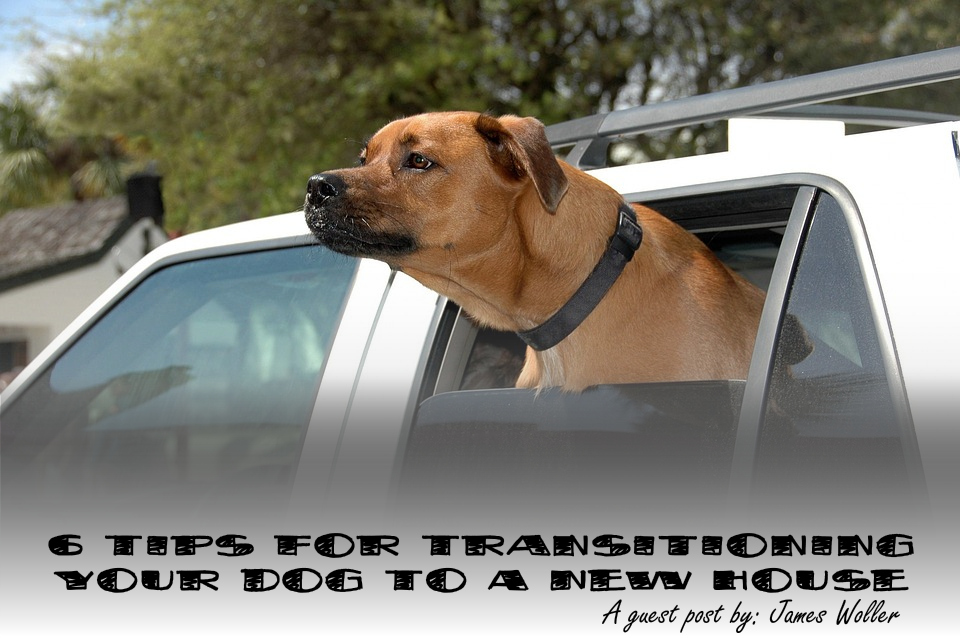 Transitioning your dog to a new house