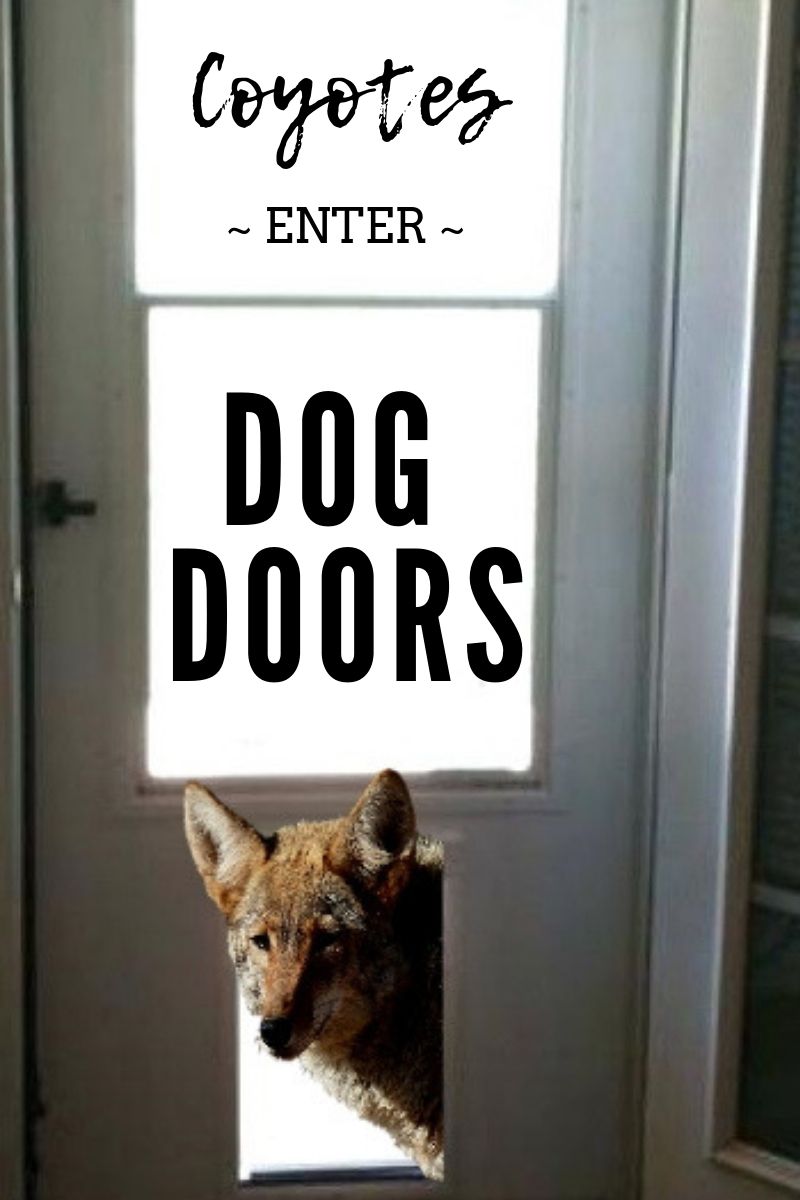 coyote enters dog door