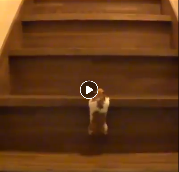 hamster climbing stairs